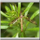 Epiphragma ocellaris - Stelzmuecke 02.jpg